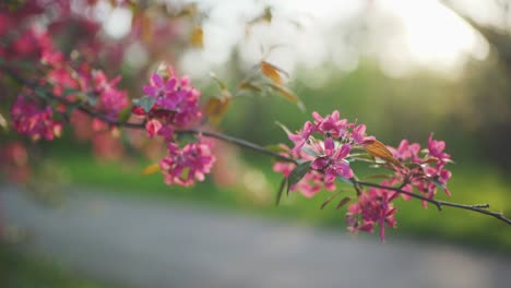 4k spring flower cherry or sakura tree branch blossom sunset background