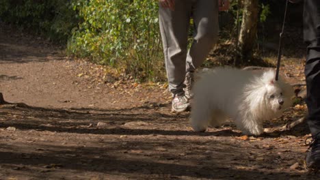 lindo perro blanco en un bosque que parece una historia de amor