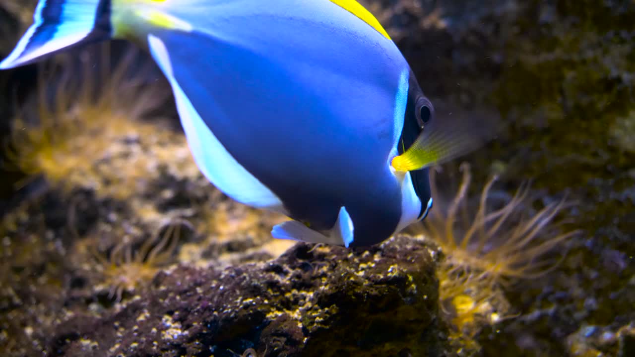Close up shot with a powder blue tang fish feeding, blurred background