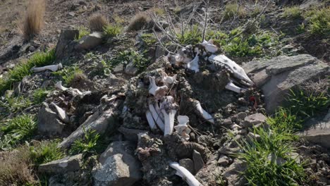 Decaying-sheep-carcass-with-ear-tag-on-dry,-rocky-ground