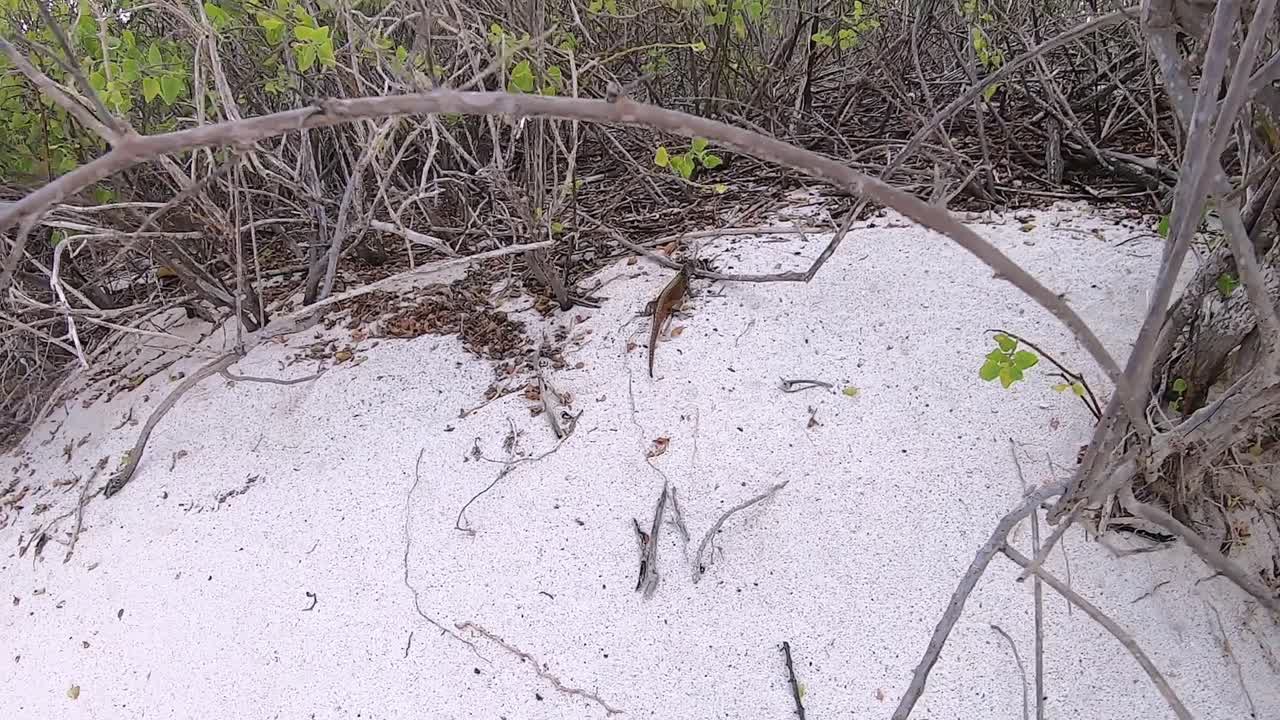 A small iguana is close to the flora of a beach in the Galapagos Islands. He is standing on sand and branches with some plants in front of him.