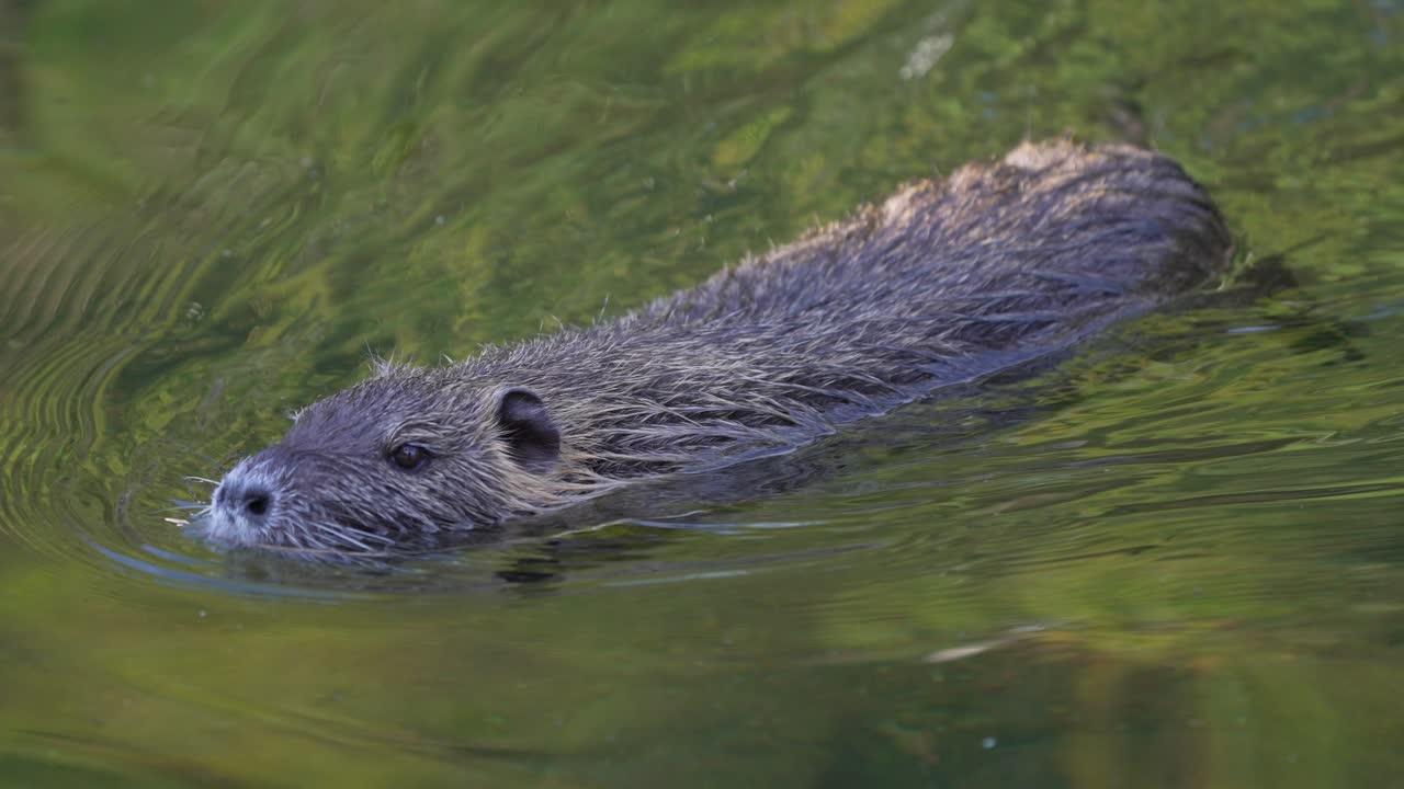 Close Up Of A Myocastor Coypus (Coypu) Swimming In Lake Water.