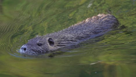 close up of a myocastor coypus (coypu) swimming in lake water.