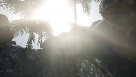 big palms in stone cave with rays of sunlight