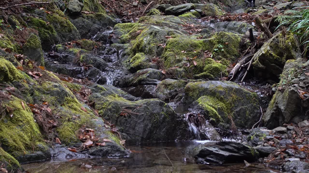 Small cascades running down mossy rocks in forest setting