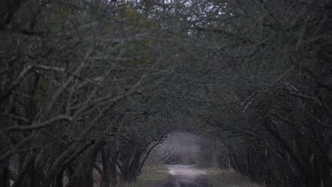 gloomy autumn park in cloudy cold weather, gloomy paints of fall. forest on the road to frost