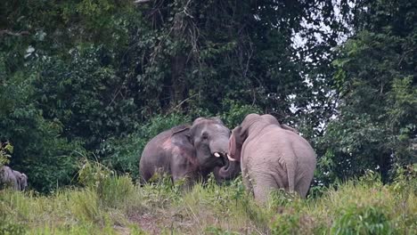 Vistos-Uno-Frente-Al-Otro-Probando-Sus-Límites,-Levantando-Troncos-Y-Colmillos-Para-Chocar-De-Frente,-Elefante-Indio,-Elephas-Maximus-Indicus,-Tailandia