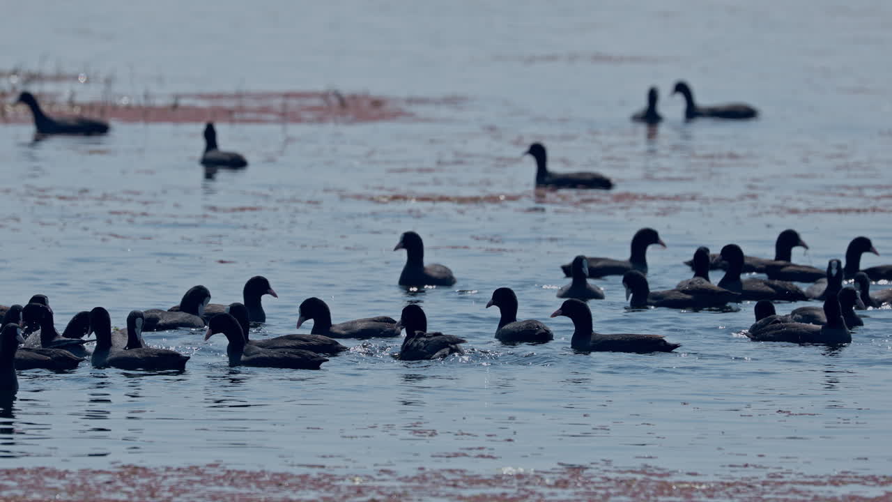 Flock of eurasian coot swimming and diving into water in a lake, keoladeo bird sanctuary, India.