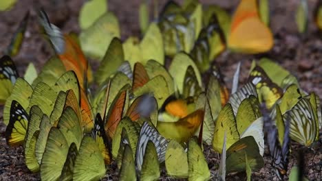 kaleidoscope of yellow and orange butterflies