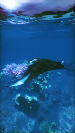 manta ray swimming over coral reef