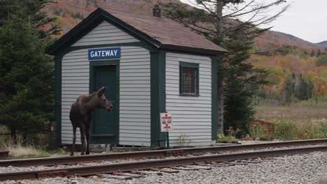 Moose-Calf-Walking-Across-Train-Tracks-In-A-Beautiful-Fall-Landscape