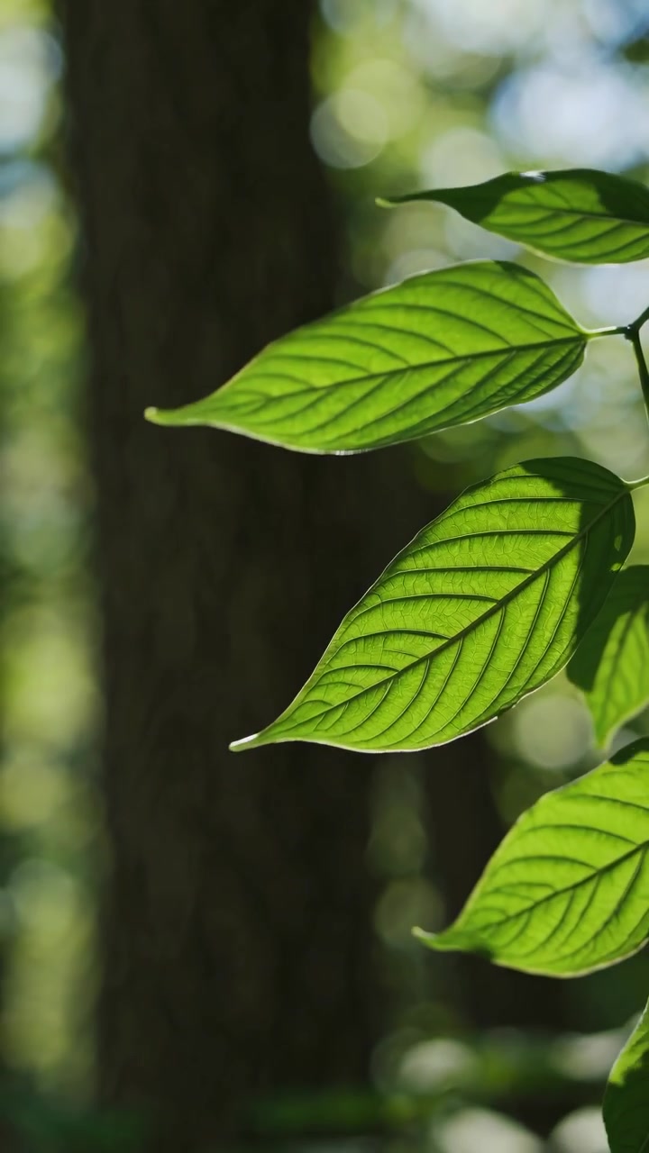 Sunlight Filtering Through Green Leaves in a Forest