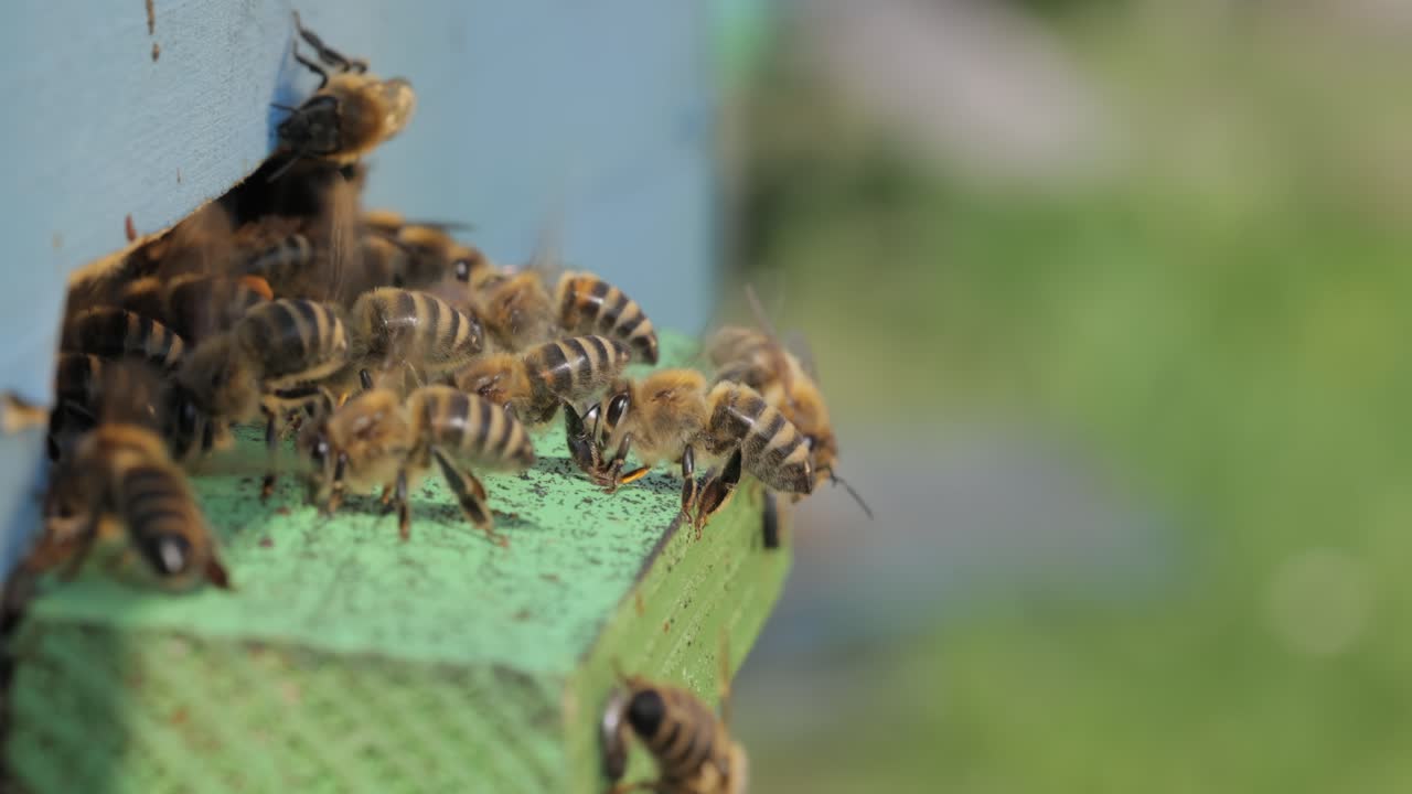 Honey bees fly near a beehive. Bees are best known to humans for their ecological roles as pollinators. Honey bees flying into wooden beehives