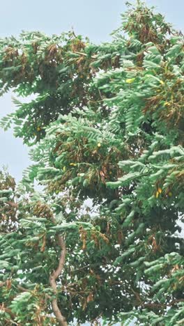 el fuerte viento de la tormenta balancea los árboles