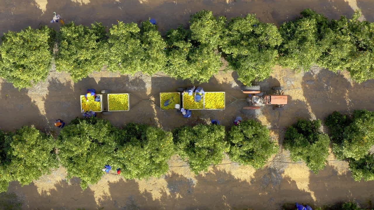 홍삼 수확 시즌 에 바로 들어오는 봄