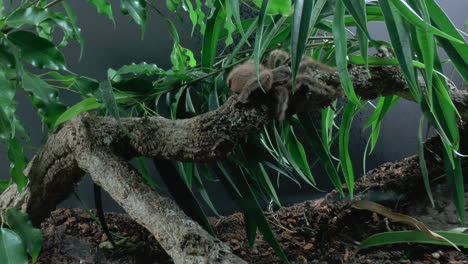 Front-close-up-view-of-walking-Tarantula