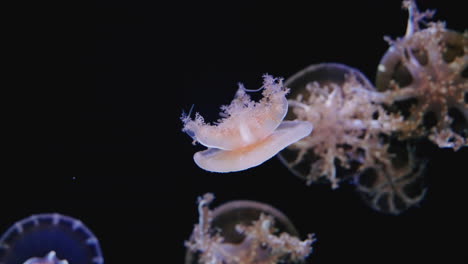 Hermosas-Medusas-Invertidas-Pequeñas-Y-Brillantes-Nadando-Lentamente-En-La-Oscuridad---De-Cerca