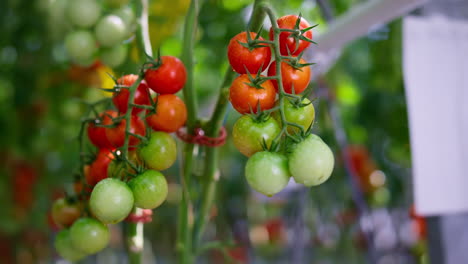 green red cherry tomato hanging plant stem closeup. raw rural vitamin concept.