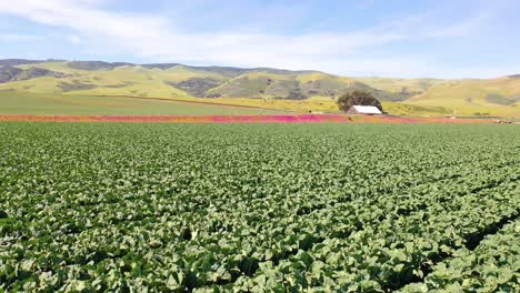 Antena-Sobre-Campos-De-Lechuga-Y-Pintoresca-Granja-Cerca-De-Santa-María,-Santa-Bárbara,-California