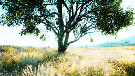 árbol-De-Otoño-Oscuro-Y-El-Campo-De-Hierba-Amarilla