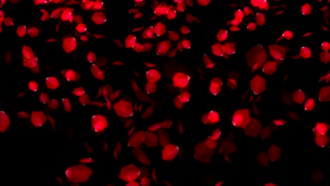 los pétalos de rosas que caen sobre un fondo negro