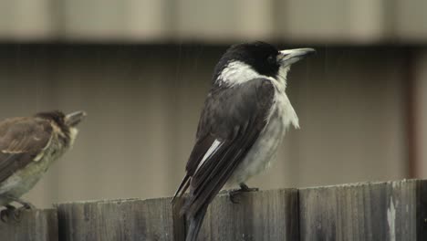 Würger-Thront-Auf-Zaun-Junges-Jugendliches-Vogelbaby-Fliegt-Weg,-Tagsüber-Regnet-Es-In-Australien,-Gippsland,-Victoria-Maffra