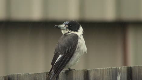 Butcherbird-Sentado-En-El-Cerco-Mirando-Alrededor-Durante-La-Lluvia-Australia-Gippsland-Victoria-Maffra