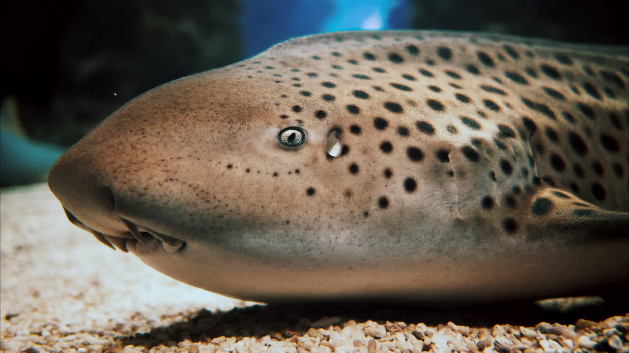 Primo piano di uno squalo zebra nell'acqua