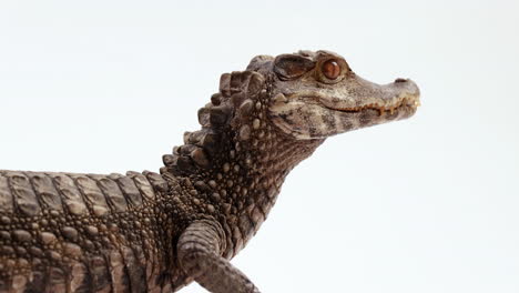 Dwarf-caiman-corcodile-side-profile-breathing-and-waiting---isolated-on-white-background