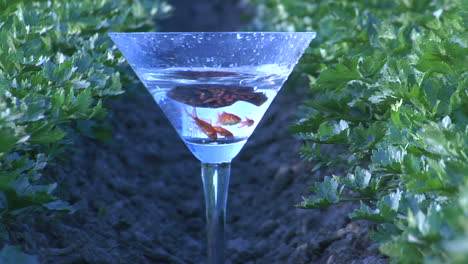 los peces nadan en una copa de martini