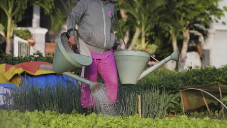 A traditional organic farmer waters crops by hand with buckets in Asia, Vietnam