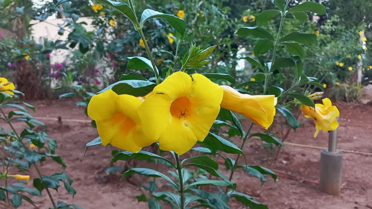 갈색 토양에 심어진 노란색 알라만다 꽃