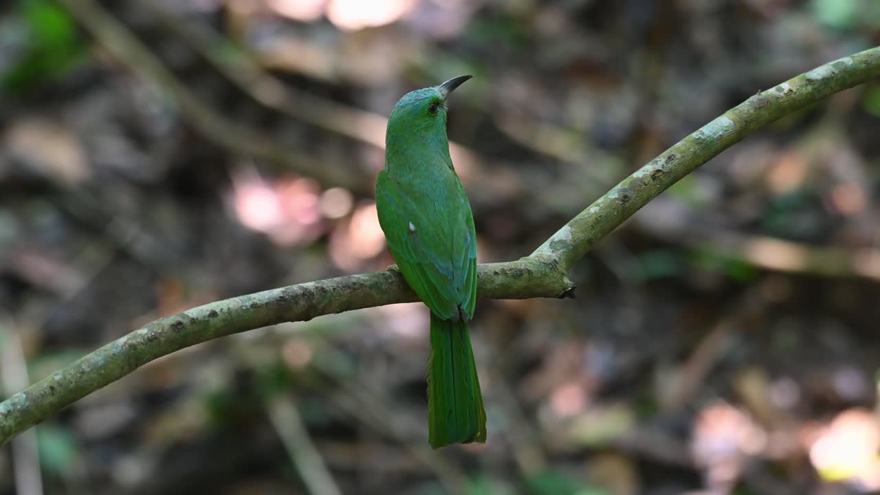 hermoso lado de atrás mientras mira profundamente en el bosque mientras chirría, el comedor de abejas de barba azul nyctyornis athertoni, tailandia