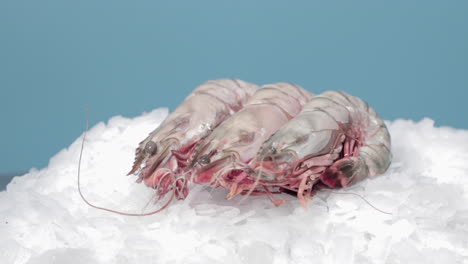 frozen shrimp on ice at seafood section of supermarket