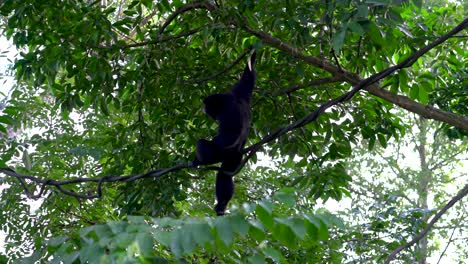 Schwarzer-Celebes-Makaken-Mit-Haube,-Der-Am-Baum-Hängt