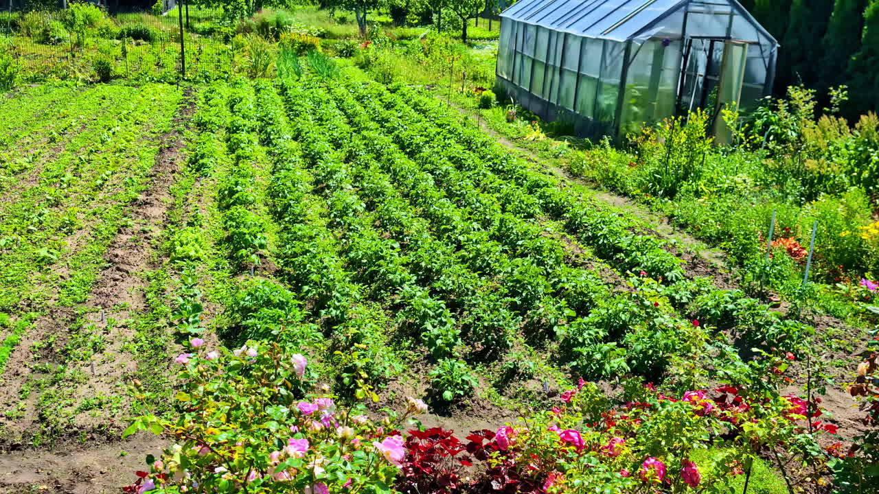 Rows of fresh salad greens and vegetables grow under bright sunshine in a thriving garden