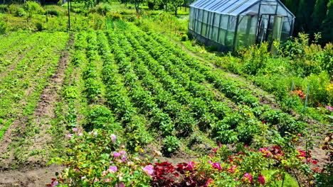 rows of fresh salad greens and vegetables grow under bright sunshine in a thriving garden