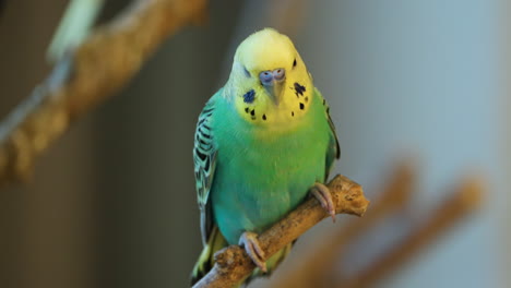 budgerigar  or common parakeet, shell parakeet or budgie