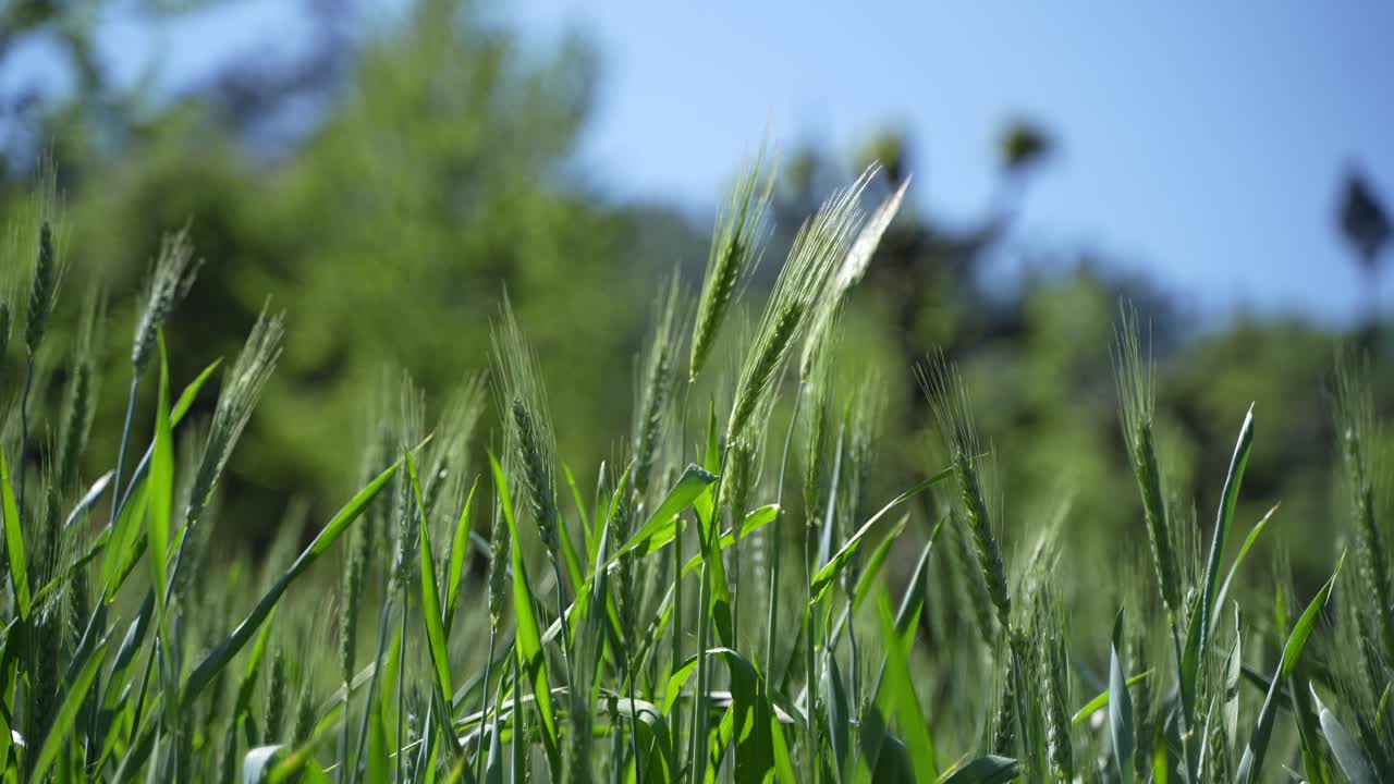 Wheat cultivated in the hilly areas.