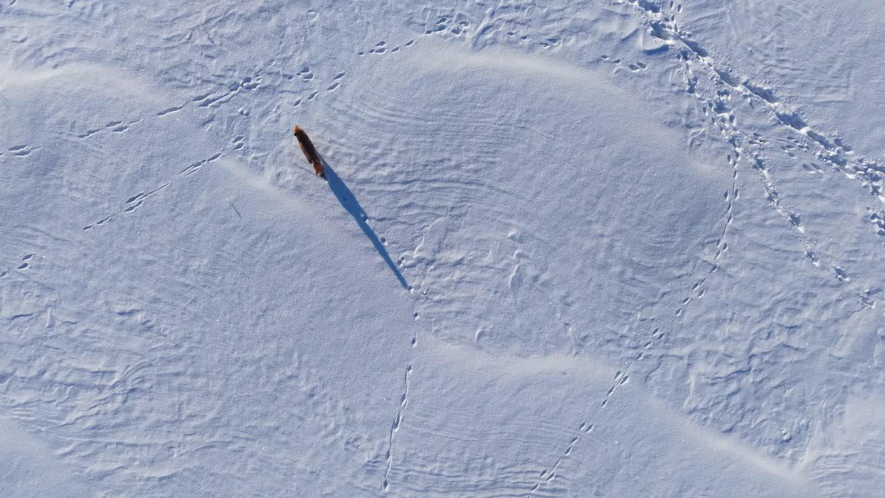 孤独な野生のキツネが雪景色の中をさまよい、神秘と冬の静けさを思わせる。