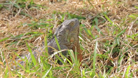 iguana