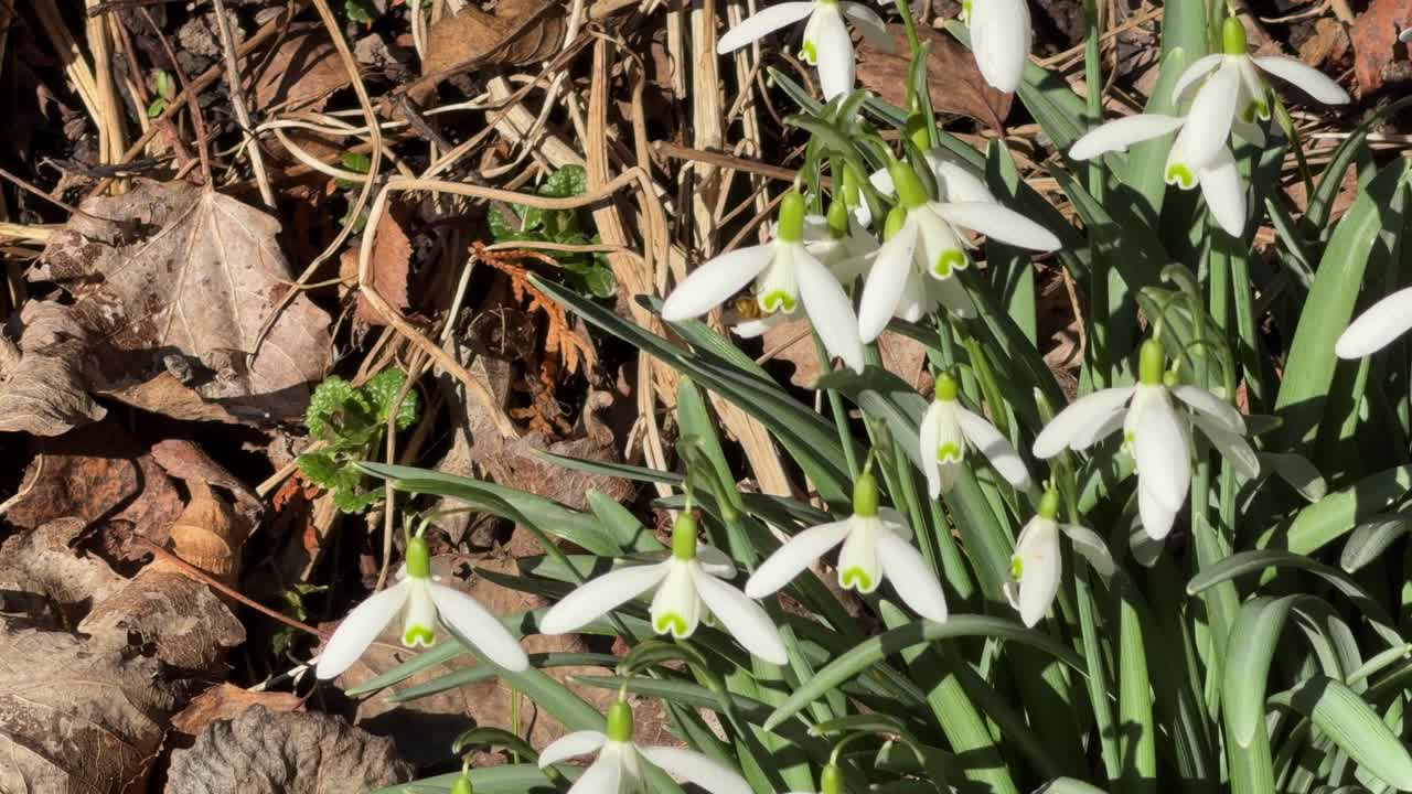 Fiori di bucaneve bianchi che sbocciano tra foglie marroni e steli verdi in un giardino soleggiato