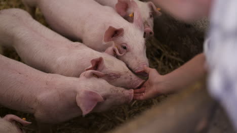 pigs on livestock farm pig farming young piglets at stable 25