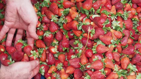 harvesting fresh strawberries