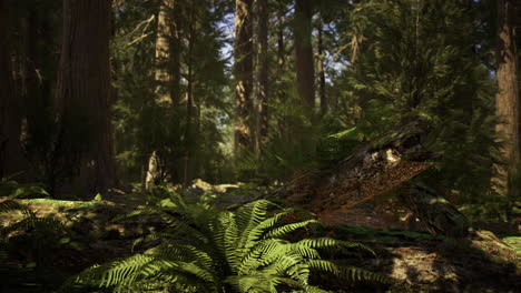 lush forest landscape revealing vibrant ferns and towering trees in daylight