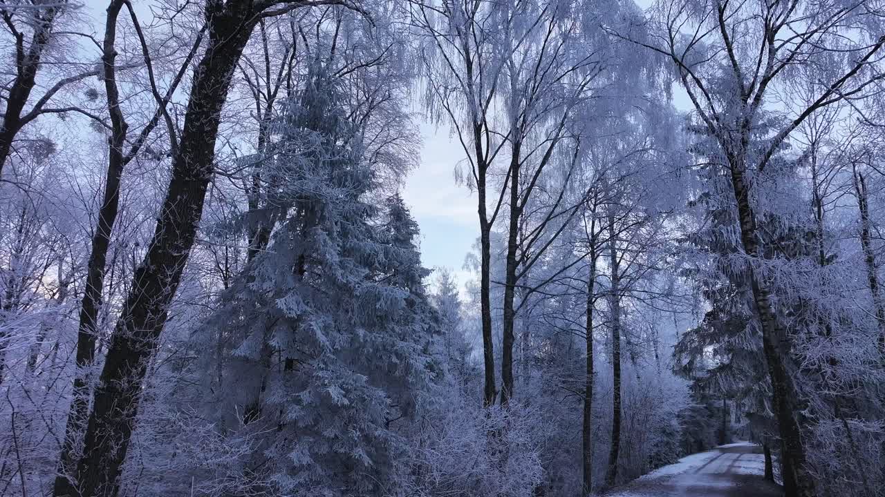 Frost laden trees arch over quiet path through serene winter wonderland Switzerland