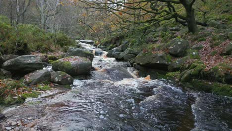 tranquil winter woodland with a slow stream, golden oak trees, and fallen leaves, offering a peaceful and relaxing scene