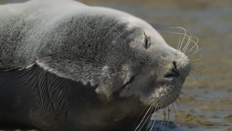 vista estática de una foca mirando alrededor y luego volviendo a dormir en las playas de arena de la isla de texel, países bajos