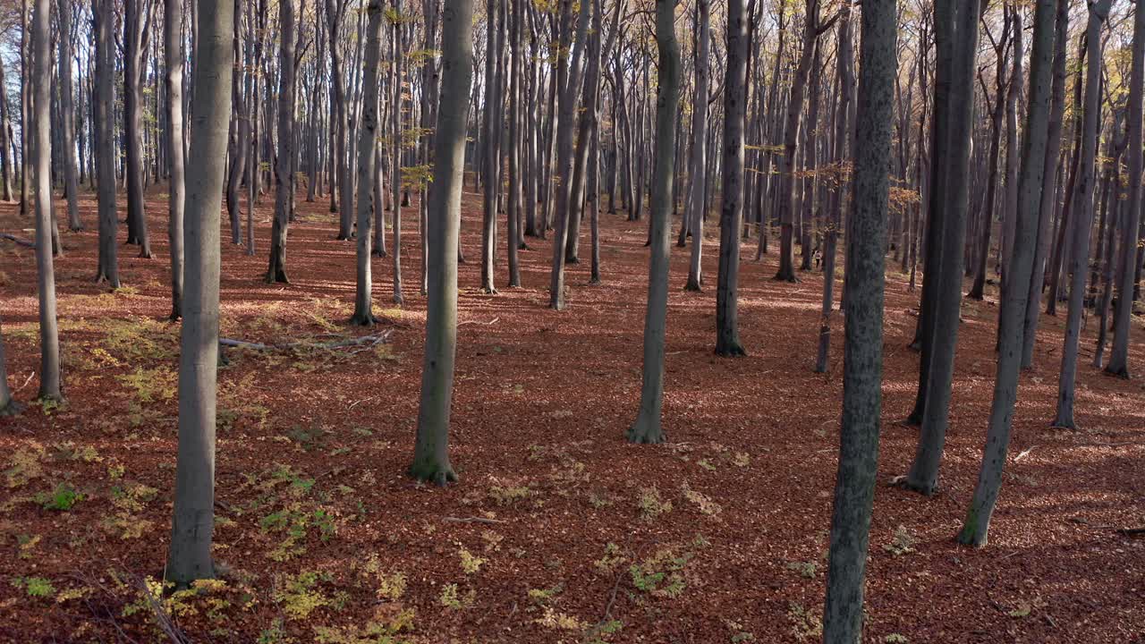 Autumn Walk In The Woods Aerial