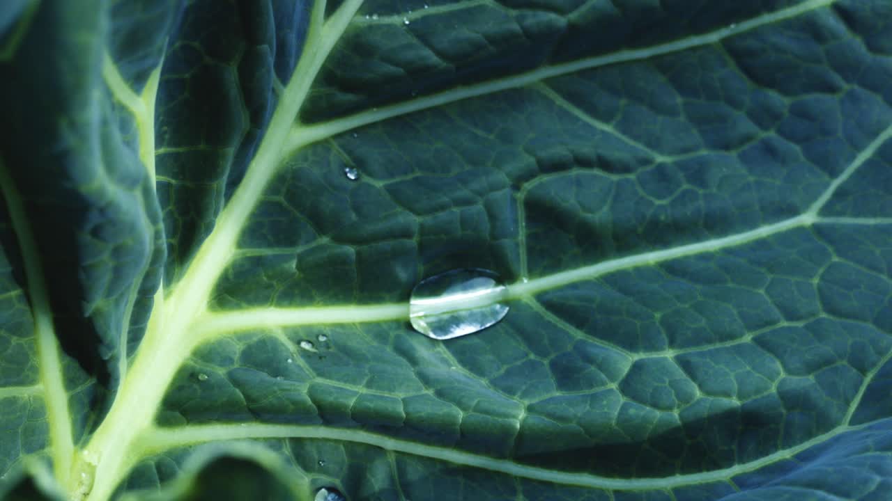 Close-up of a Cabbage Leaf with Water Droplets